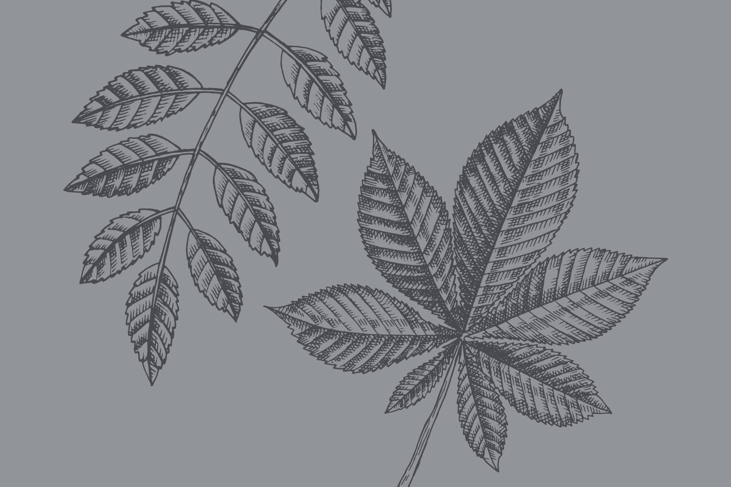 Niobe Weeping Willow