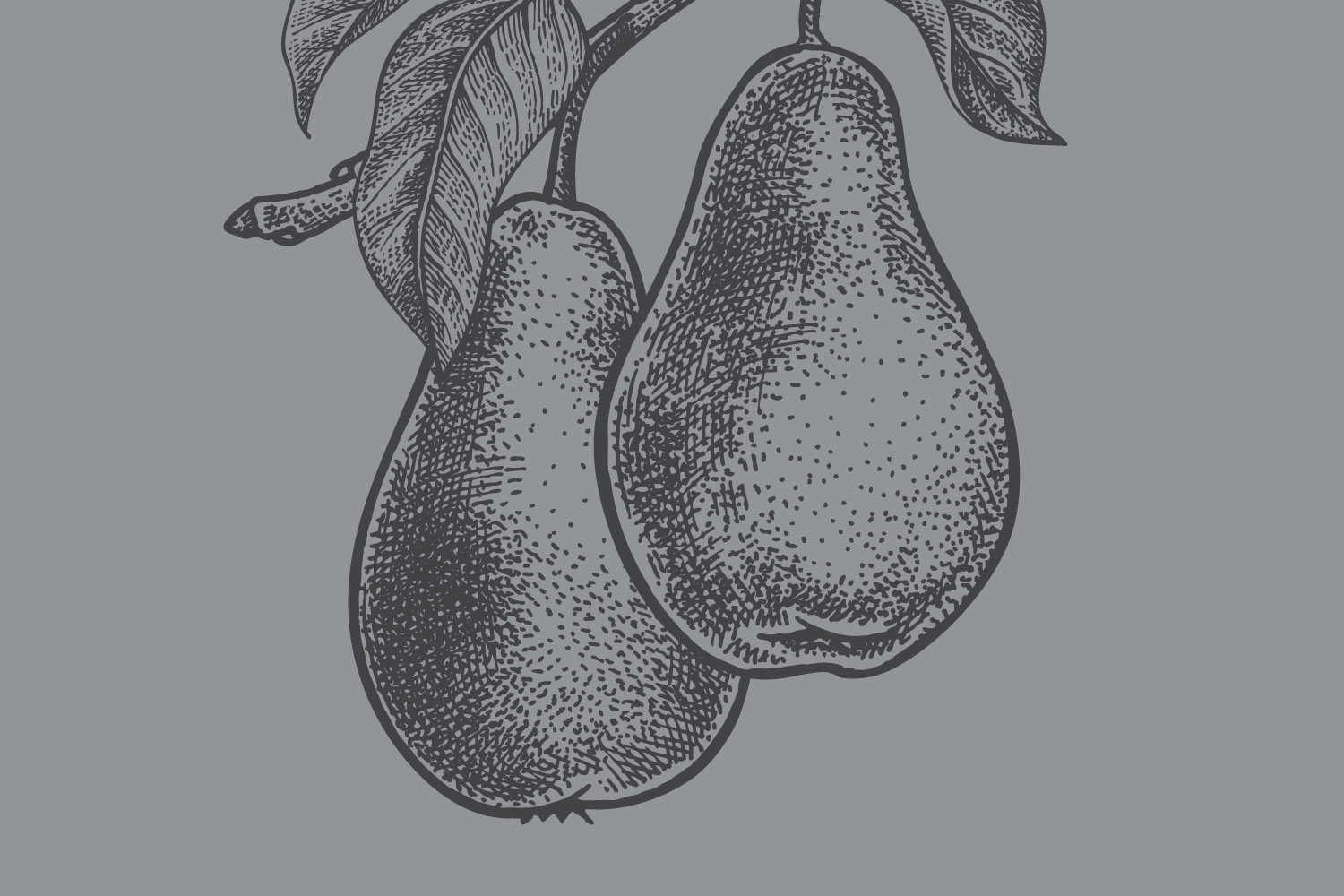 Early Gold Pear