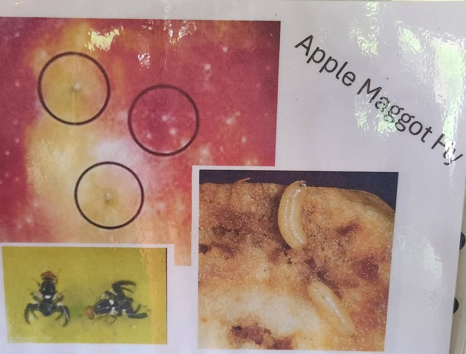 Facebook Post Image