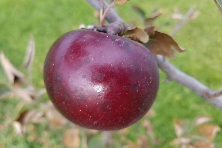 Organic Black Arkansas Apples — Melissas Produce