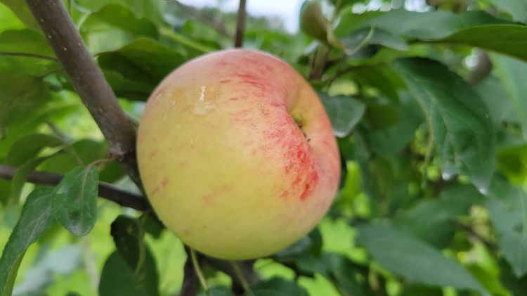 Chestnut Crabapple