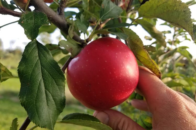 Fulford Gala Apple