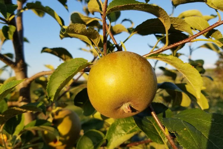 Golden Russet Apple