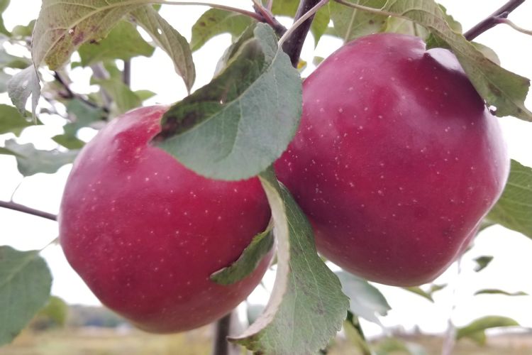 Honeycrisp Apple  Freedom Forest Nursery