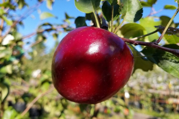 Liberty Apple