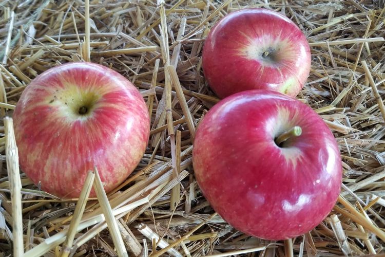 Prairie Magic Apple