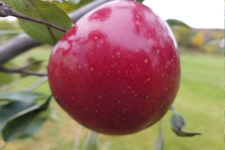 Red Prairie Spy Apple