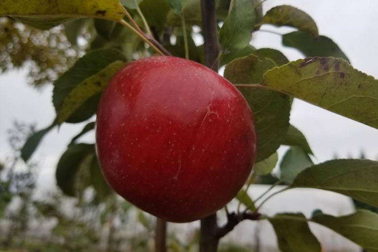 Red Regent Apple