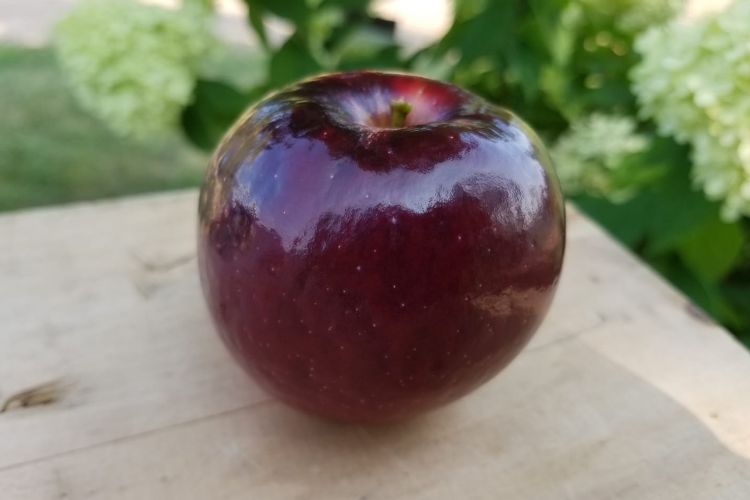 William's Pride Apple