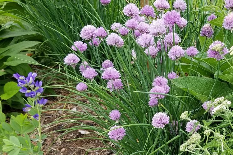 Companion Planting vs Grass Around Fruit Trees