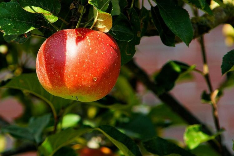 Fertilizing Young Non-Bearing Trees