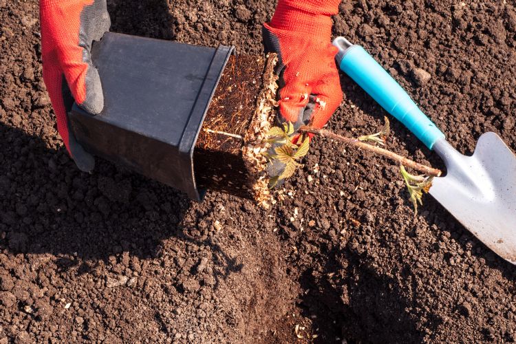 Planting Raspberries