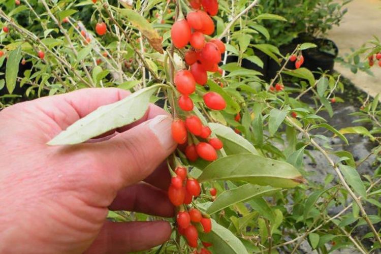 Goji Berry Phoenix Tears