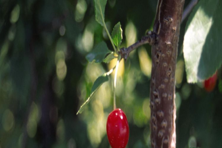 Evans Bali Cherry