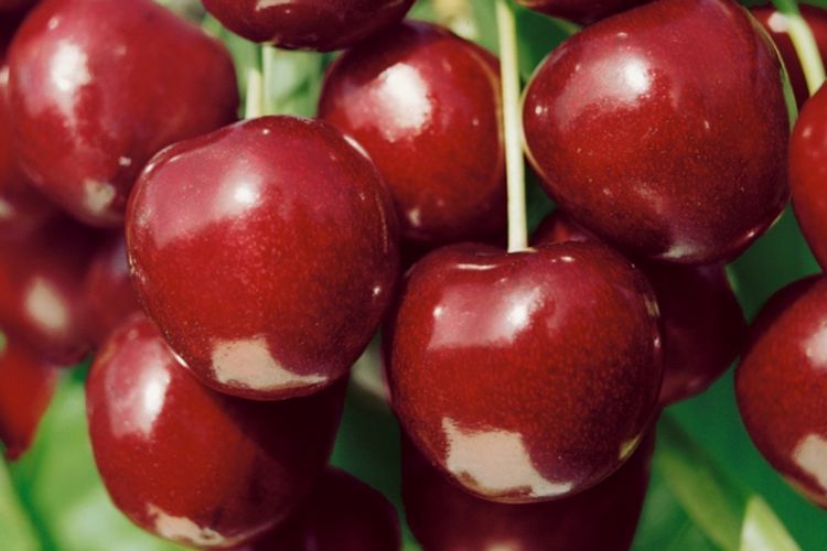 North Star Cherry