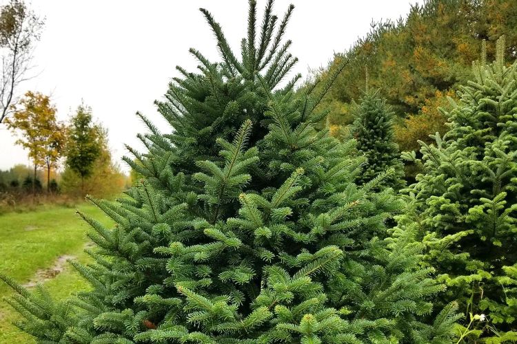 Balsam Fir