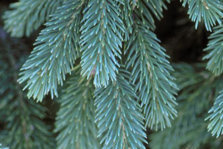 Black Hills Spruce