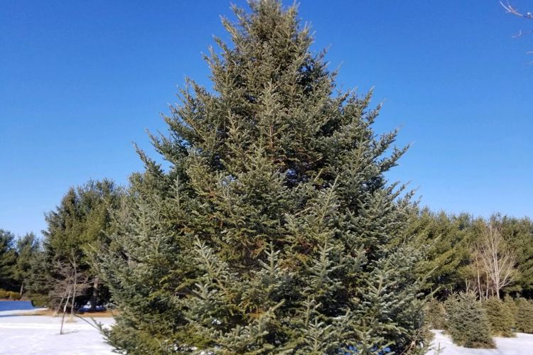 Fraser Fir