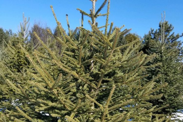 Norway Spruce