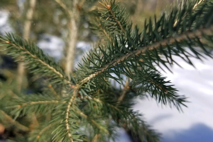 White Spruce