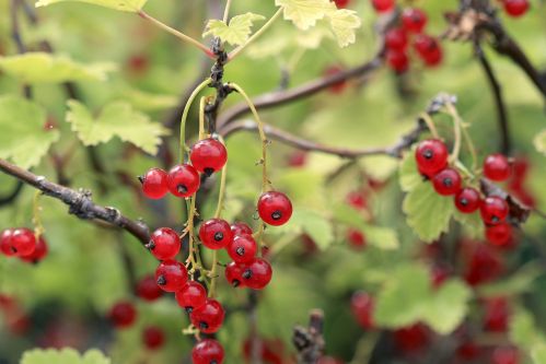 Get Schooled on Currants