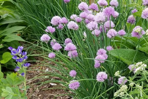 Fertilizing Young Non-Bearing Trees