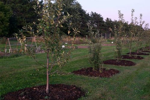 Ideal Planting Conditions For Fruit Trees