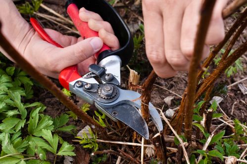 Pruning Raspberries