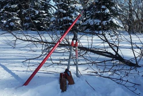 Pruning In The Snow, No Joke