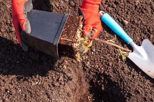 Planting Raspberries