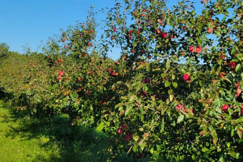 7 Questions Smart Growers Ask Before Planting Fruit Trees