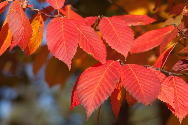 Blue Beech