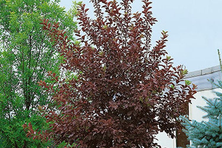 Canada Red Cherry