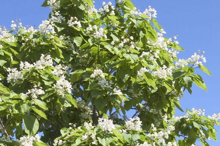 Catalpa