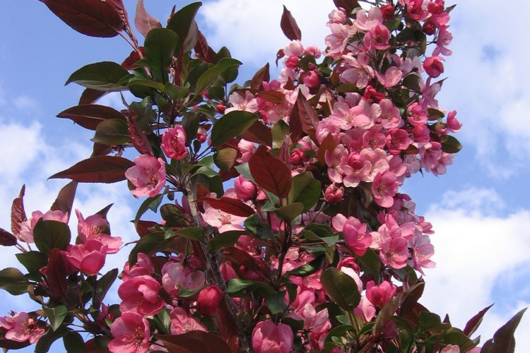 Gladiator Crabapple