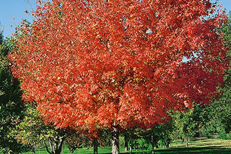 Green Mountain Sugar Maple