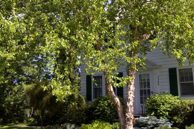 Heritage River Birch