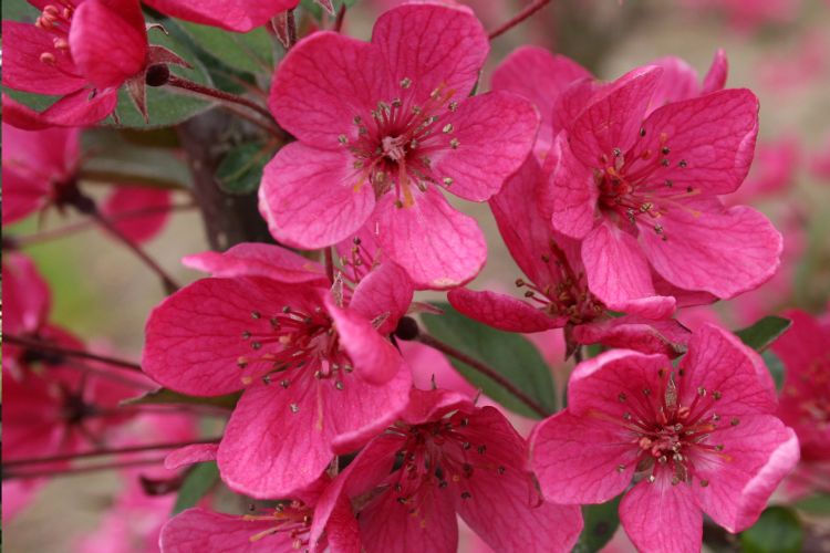 Purple Prince Crabapple