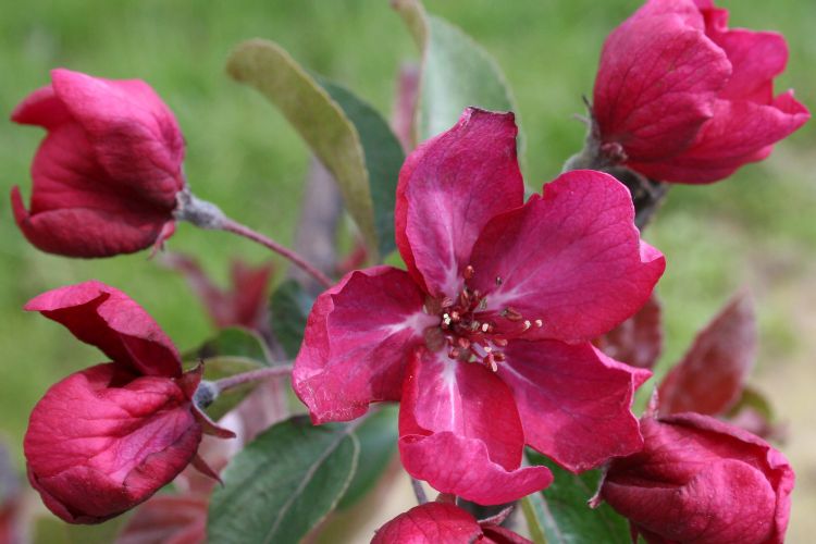 Red Barron Crabapple