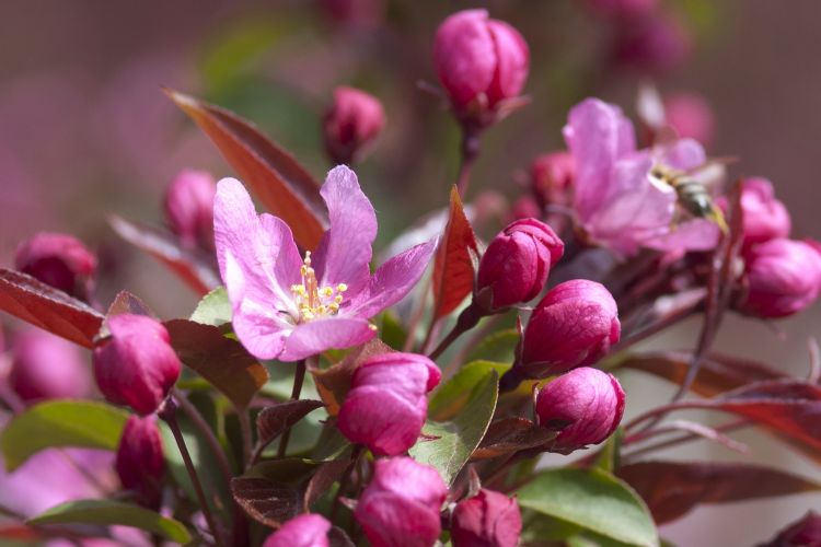 Red Splendor Crabapple