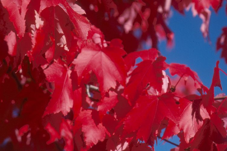 Scarlet Jewell Maple