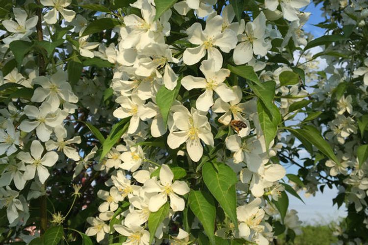 Starlite Crabapple