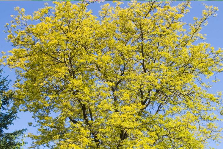 Sunburst Honeylocust