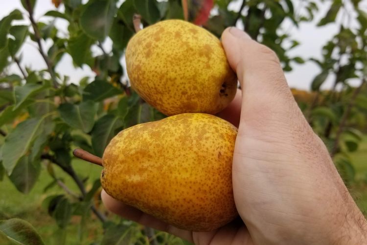 Luscious Pear