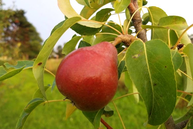 https://www.albrechtsnursery.com/webfiles/fnitools/albums/pear_trees/medium/summercrisp_pear.jpg