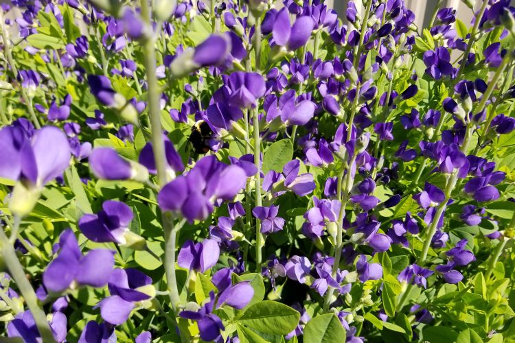 Baptisia