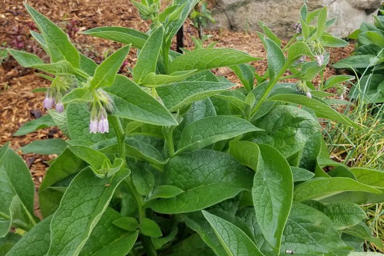 Comfrey