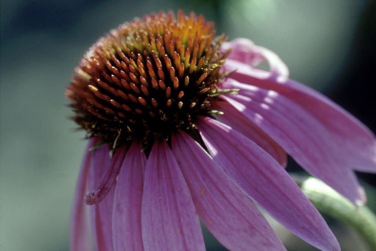 Purple Coneflower