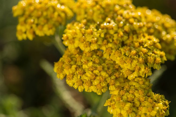 Yarrow