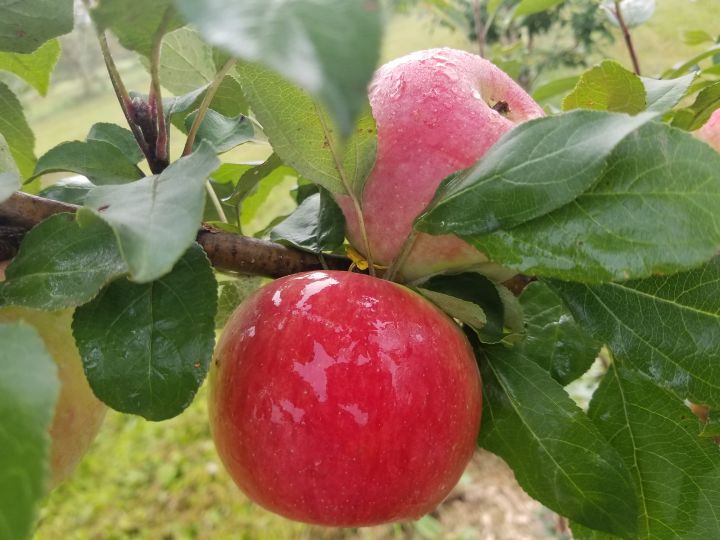 It Is Time To Order Your Fruit Trees!